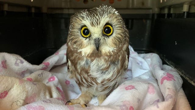 Owl found in Rockefeller Christmas tree could be released soon