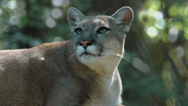 FWC: Florida panther struck and killed by vehicle, 12th death of 2022
