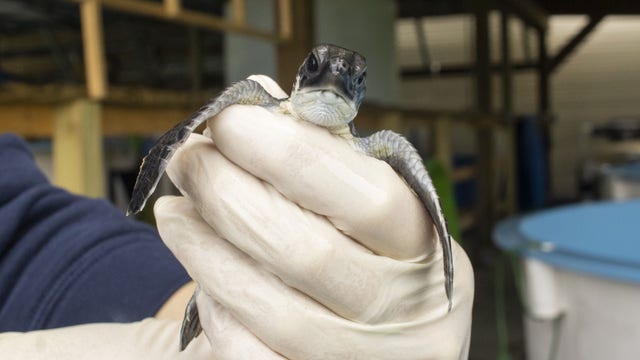 ETA washes post-hatchling sea turtles back onto Brevard County beaches