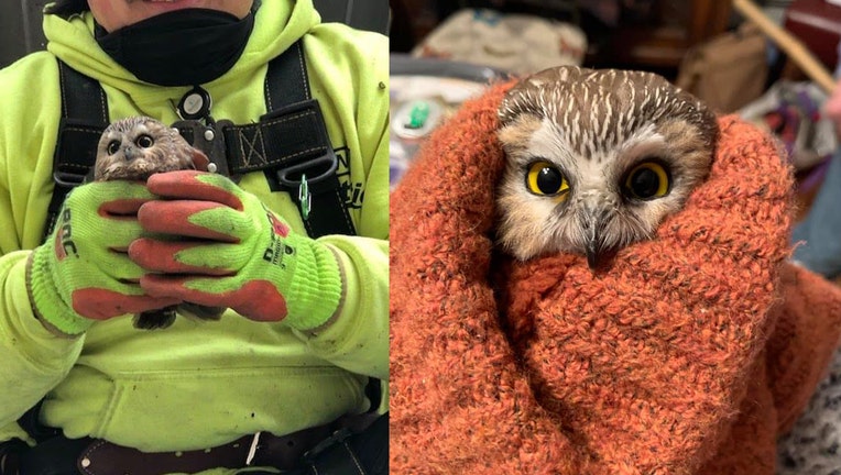 Adorable owl rescued from Rockefeller Christmas tree