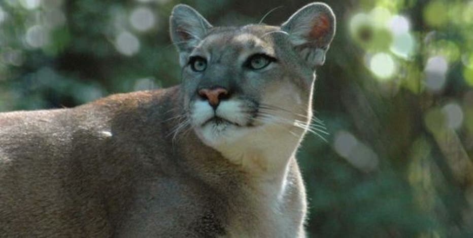 19 Florida panthers dead so far in 2022