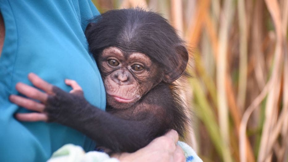 cute chimpanzee baby