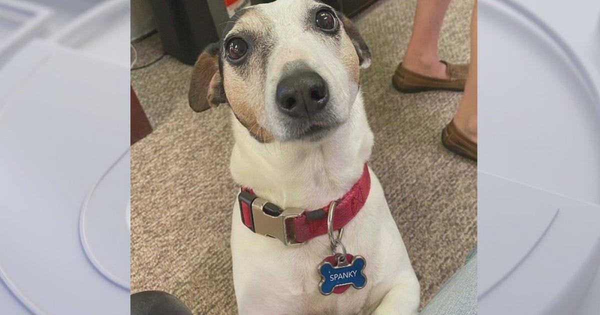 Seminole County couple demands action after dog is mauled to death ...