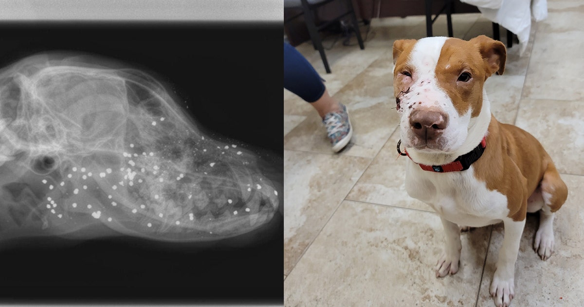 Puppy shot in face recovering at SPCA of Brevard | FOX 35 Orlando