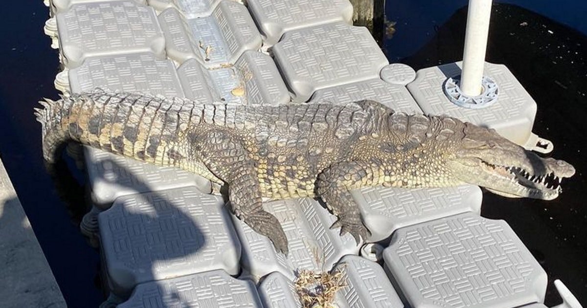 punta-gorda-crocodile.jpg?ve=1