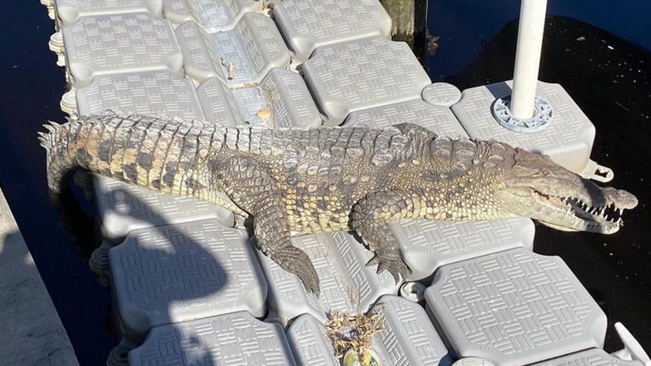 70-year-old crocodile spotted in Punta Gorda backyard | FOX 35 Orlando