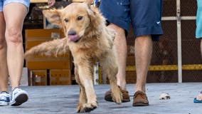20 golden retrievers saved from slaughter in China arrive in Florida