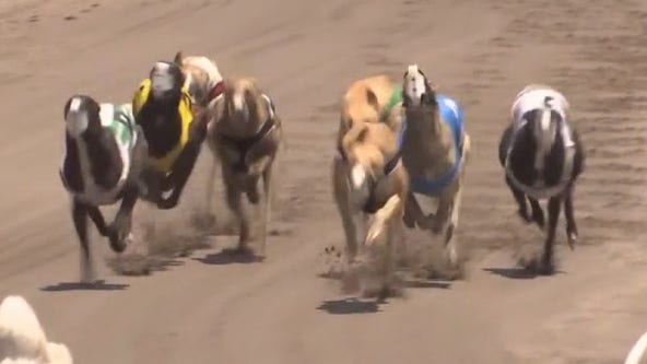 Greyhound racing in Florida coming to an end
