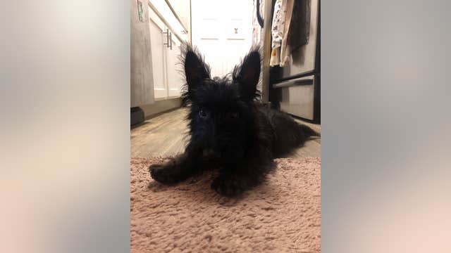 'He's my first pet': Woman looking for dog that escaped daycare in Orlando
