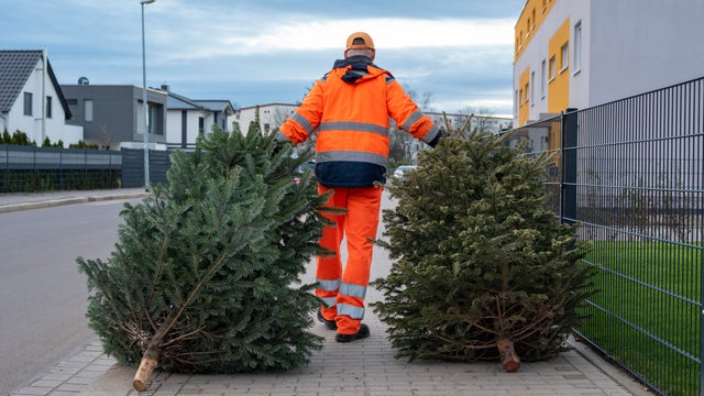 Christmas trees: When and how should you throw them out?