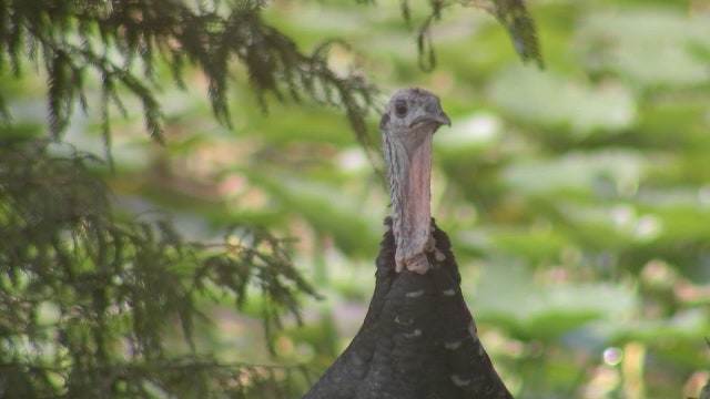 ‘Gary’ the turkey that quickly became popular in Lakeland neighborhood found dead