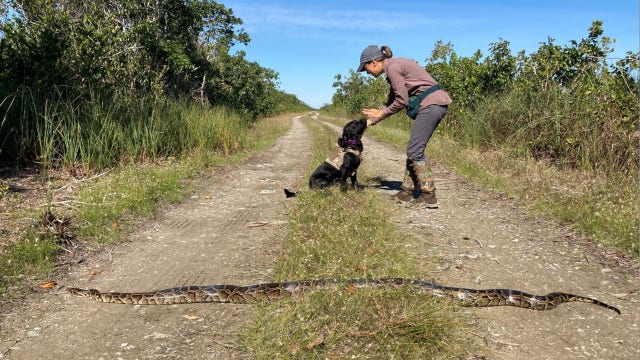 Dog sniffs out 8-foot python in Florida Everglades