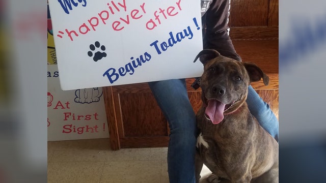 Dog that spent over 840 days in shelter is finally adopted