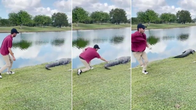 Florida golfer snatches ball stuck on alligator's tail