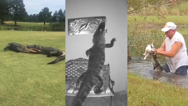 Gator roundup: Here are the biggest Florida alligator videos of 2020