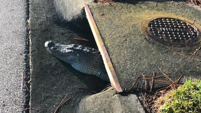 Deputies help alligator stuck in Florida storm drain