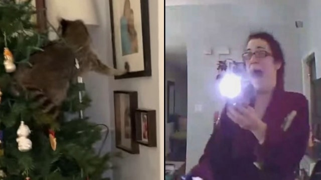 Florida woman finds raccoon in Christmas tree, chaos ensues in wild video