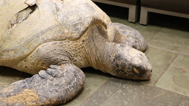 150-pound sea turtle euthanized after boat propeller shatters shell, injures spinal cord