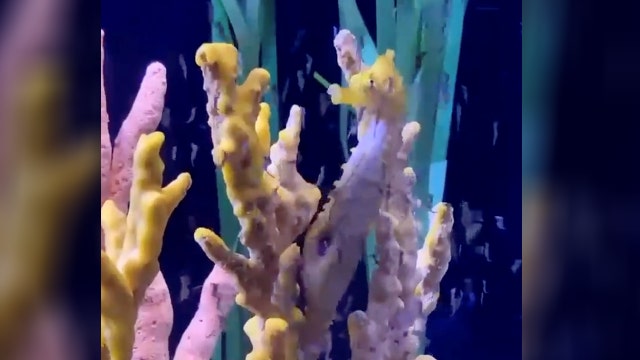 Seahorse gives birth to hundreds of babies since October at Florida aquarium