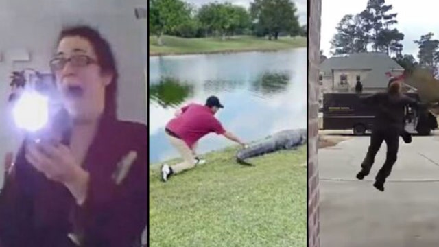Trending this week: Raccoon in Christmas tree; golf ball on gator; $5M lotto winner