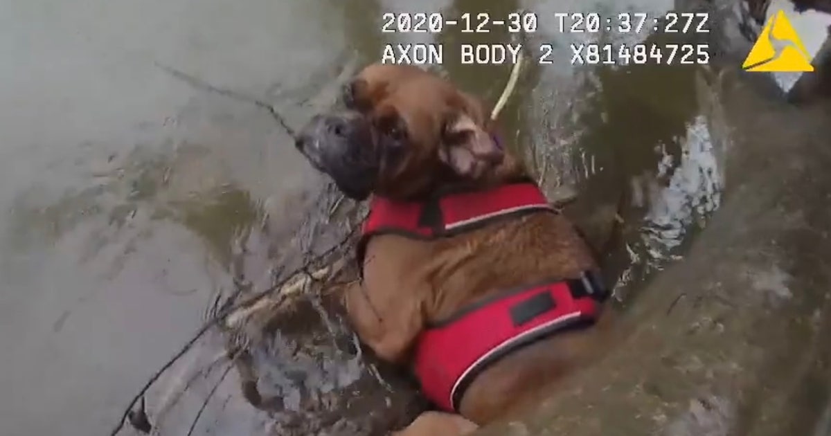 Police officers rescue dog trapped in chilly creek | FOX 35 Orlando