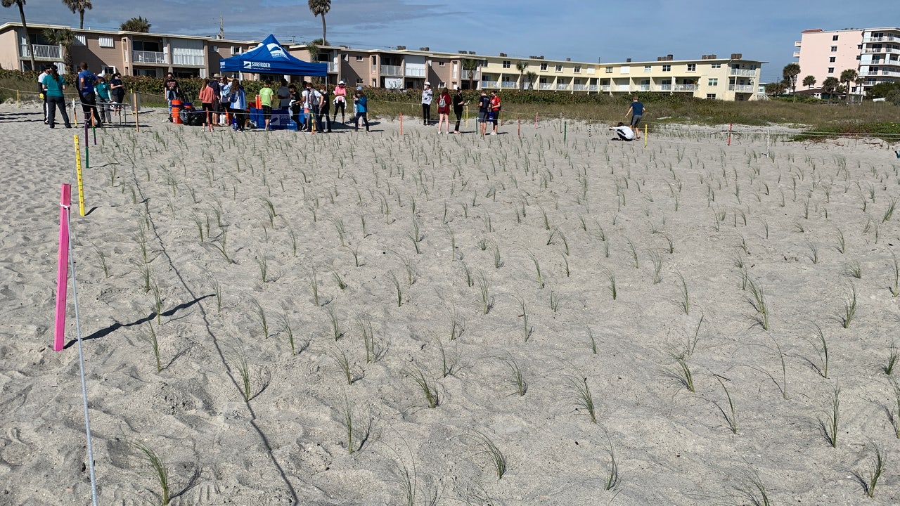 Volunteers help build dunes in Cocoa Beach FOX 35 Orlando