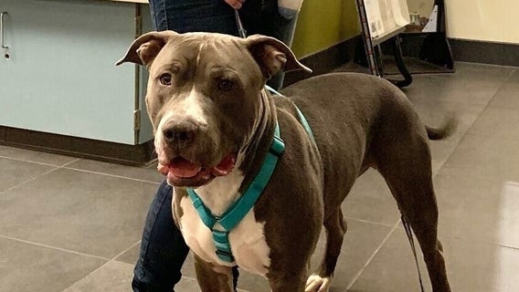 Gumdrop becomes first pit bull to be adopted in Denver after breed ban is lifted