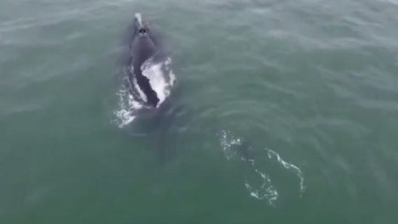Whale spotted with calf swimming about 100 ft off Daytona Beach shore
