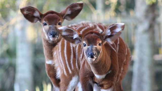 Critically endangered antelopes born at Florida zoo