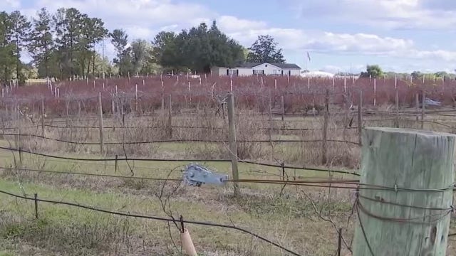 Florida wineries face possible closures as business dries up