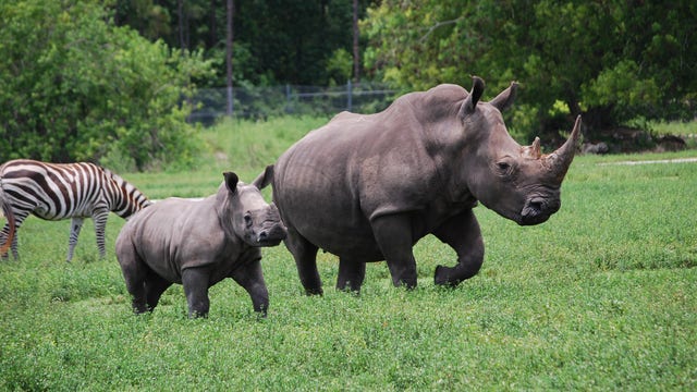 Rare rhino celebrates 1st birthday at Lion Country Safari