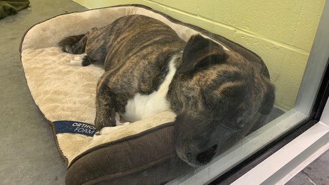 New Lake County animal shelter officially opens