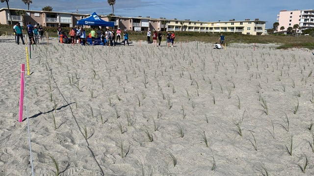 Volunteers help build dunes in Cocoa Beach