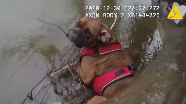 Police officers rescue dog trapped in chilly creek