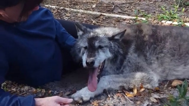 Sound of fireworks killed beloved wolf at Florida sanctuary, owner says