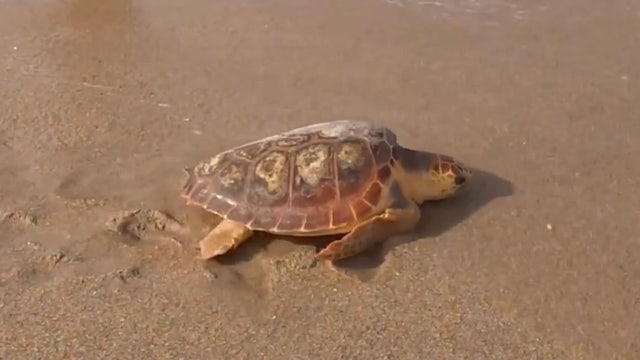 Aquarium releases rehabilitated sea turtles in Florida