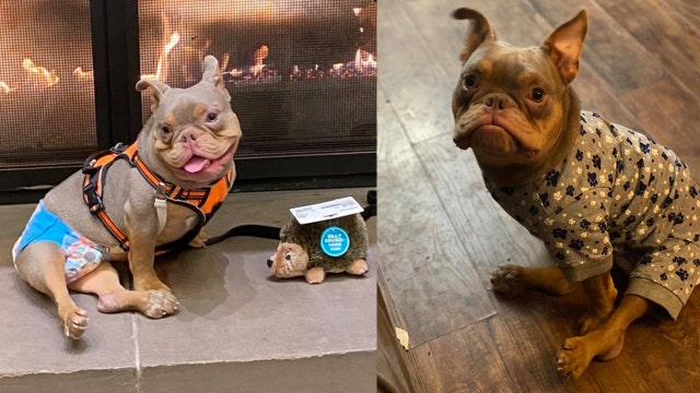 Puppy with spina bifida looking for home after being stood up by potential adopter