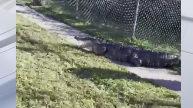 Polk County deputies encounter massive alligator near school in Lakeland