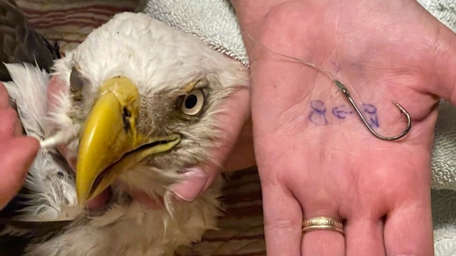 Bald eagle rescued after fishing line, hook injures its beak and wing