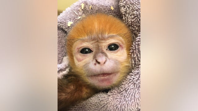 'Doing great': Philadelphia Zoo celebrates birth of endangered François' Leaf Monkey