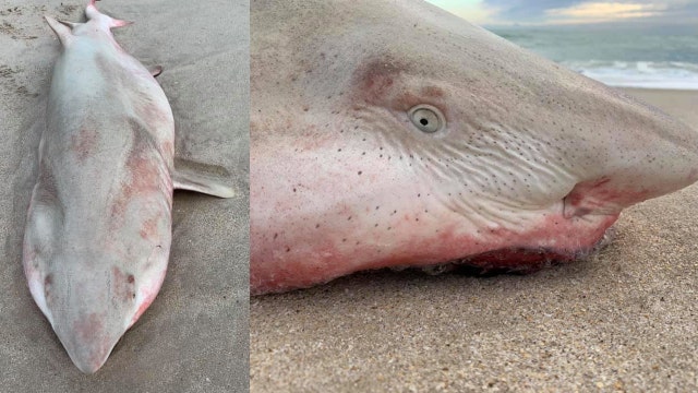 Woman discovers dead shark washed ashore at Central Florida beach