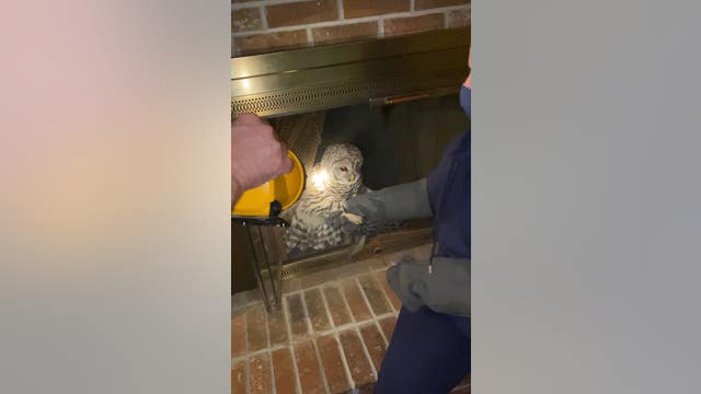 Owl rescued from chimney inside Brevard County home