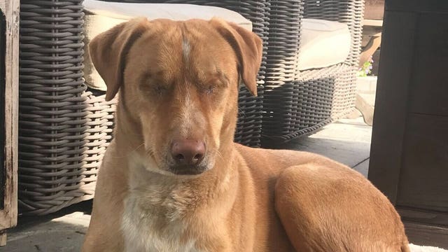 Owners who had dog’s eyes removed instead of treating eye infection surrender pet to shelter