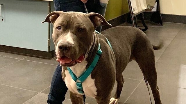 Gumdrop becomes first pit bull to be adopted in Denver after breed ban is lifted