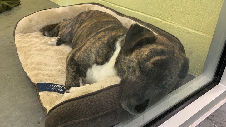 New Lake County Animal Shelter officially opens - Vimarsana News