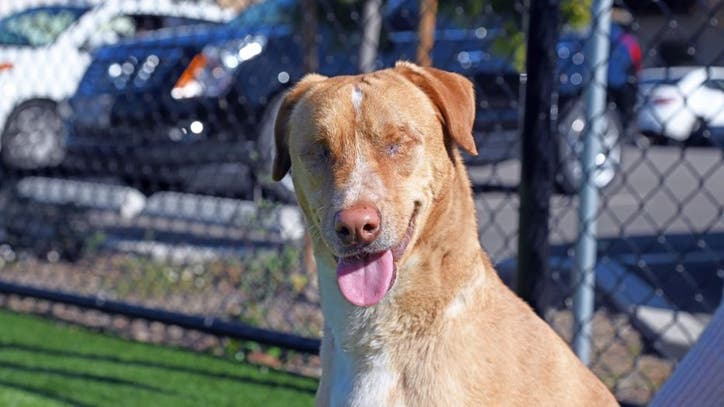 Dog left blind after owner didn't treat infection adopted by visually-impaired veteran - Vimarsana News