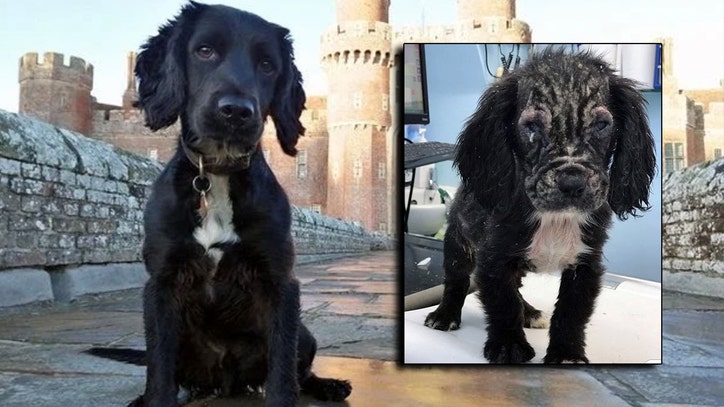 Abandoned puppy becomes a crime-fighting police K-9 - Vimarsana News