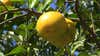 Florida’s orange juice industry faces decline amid consumer shifts, climate challenges