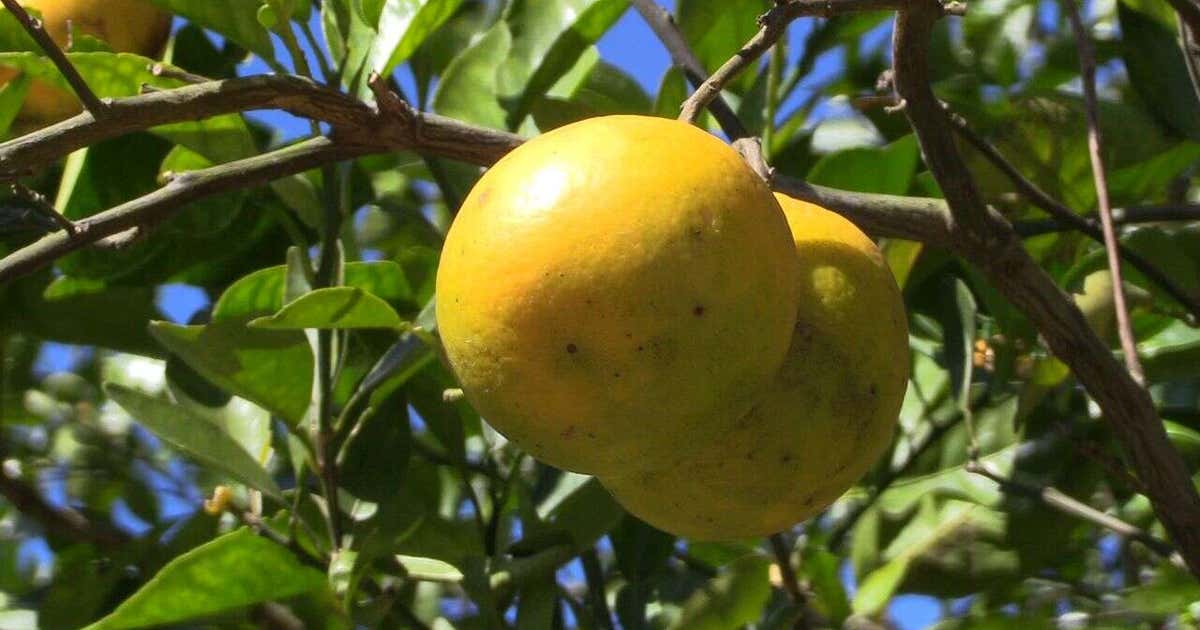 Florida citrus growers monitor freeze, but damage unlikely as temperatures hover above danger zone