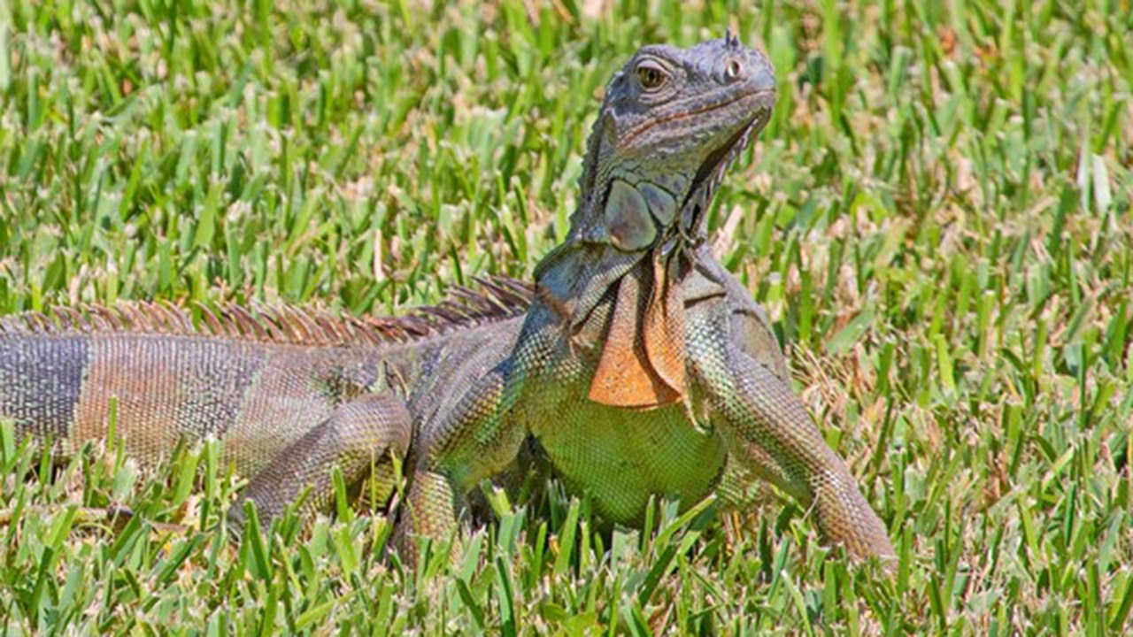FWC votes to prohibit breeding of 16 non-native reptiles, including